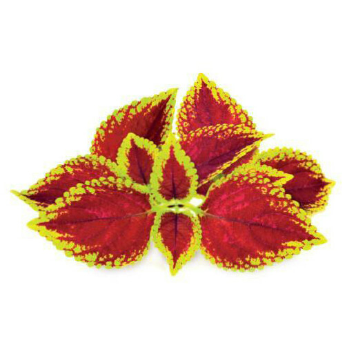 Click & Grow Smart Garden refill