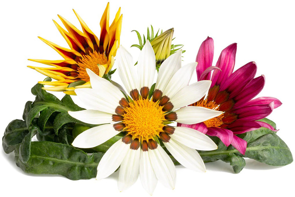 Click & Grow Smart Garden Refill
