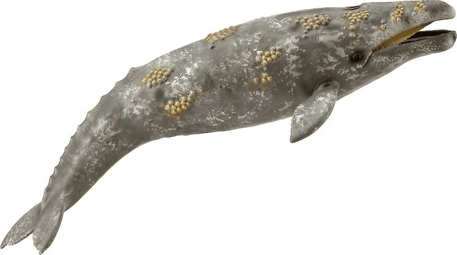 Collecta GRAY WHALE | 004-88836 |