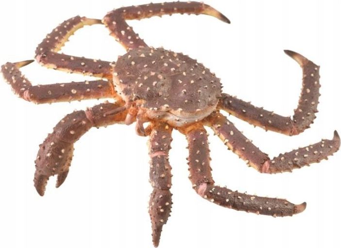 Collecta KING CRAB | 004-88851 |