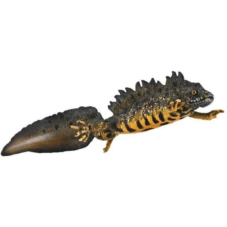Collecta Traszka grzebieniasta (004-80064) | 004-80064