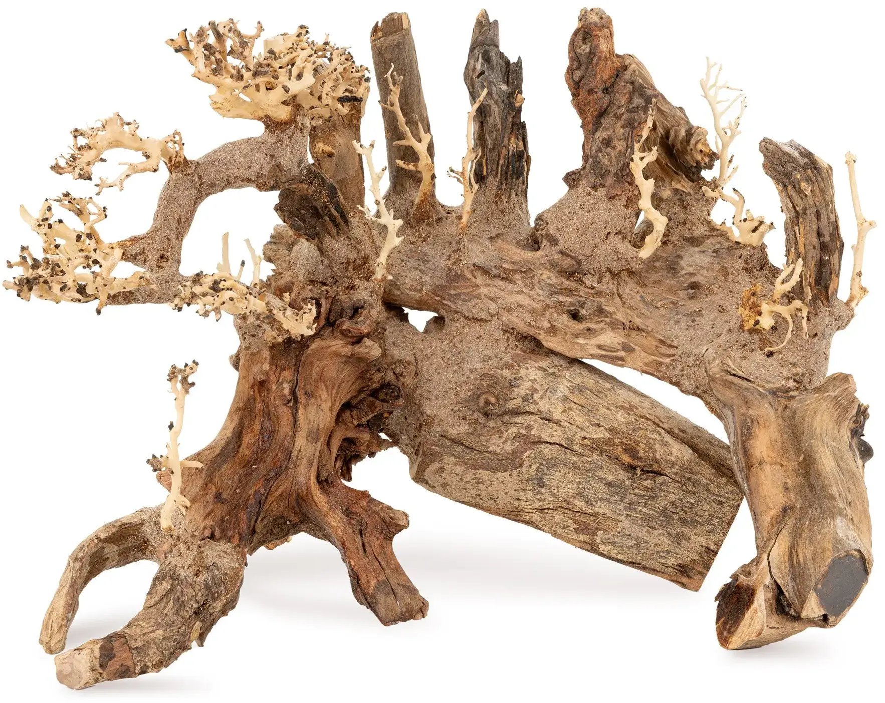 Terra Natura Terra  Tonące  Bonsai nr