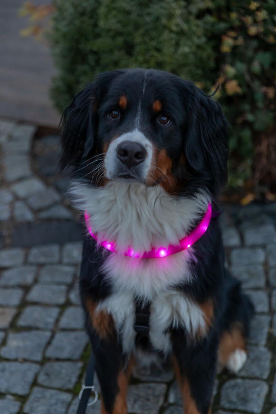 Trixie  obroża USB,psa, , M–L: 50