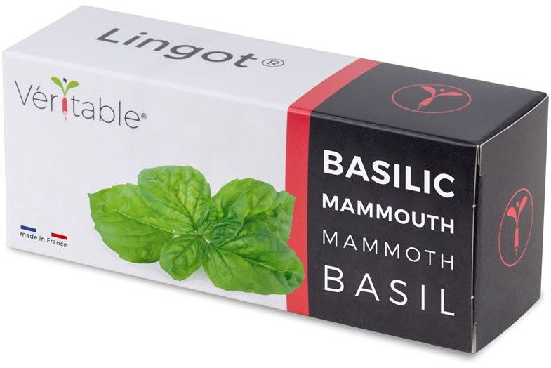 Veritable Véritable Bazylia mamucie | VLIN-O10-Bas058