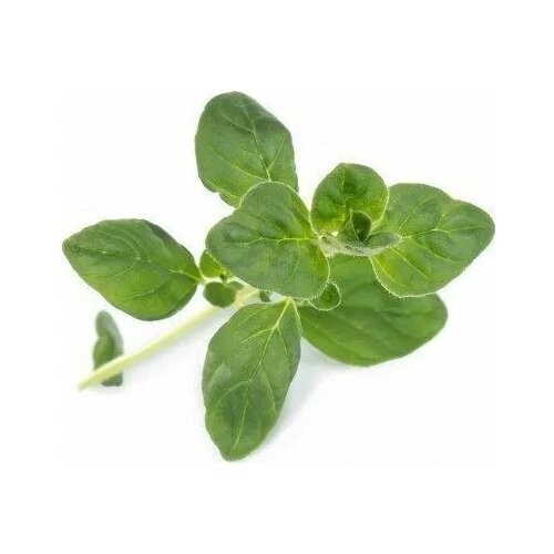 Veritable Véritable Lingot Oregano BIO* |